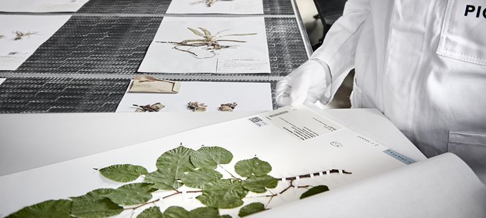 Botanical specimens being digitised by Picturae.