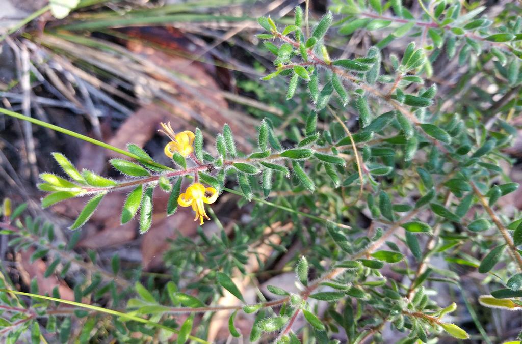 A Persoonia hirsuta, or hairy geebung, with yellow flowers