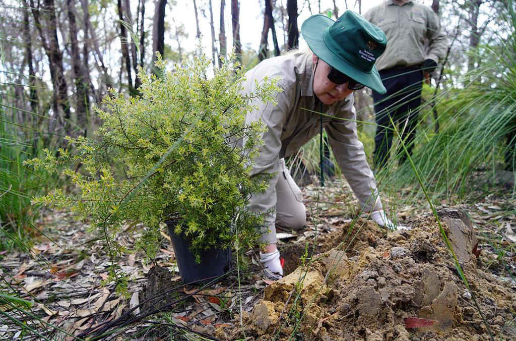 Person planting a Persoonia hirsuta at bushland site