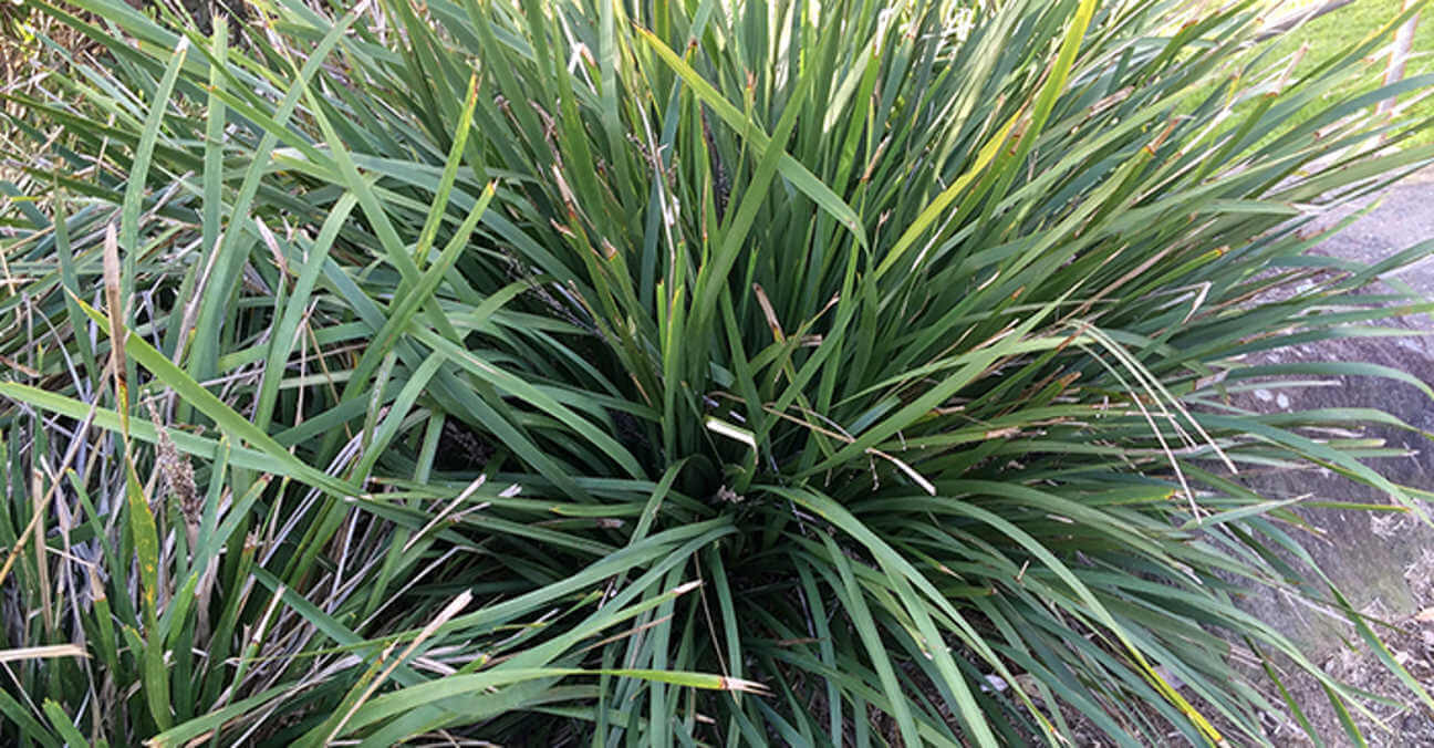 Lomandra iconic bush survival plant 