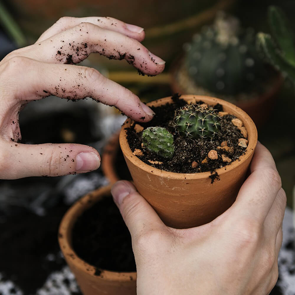 hands potting a cactus into a small terracotta pot