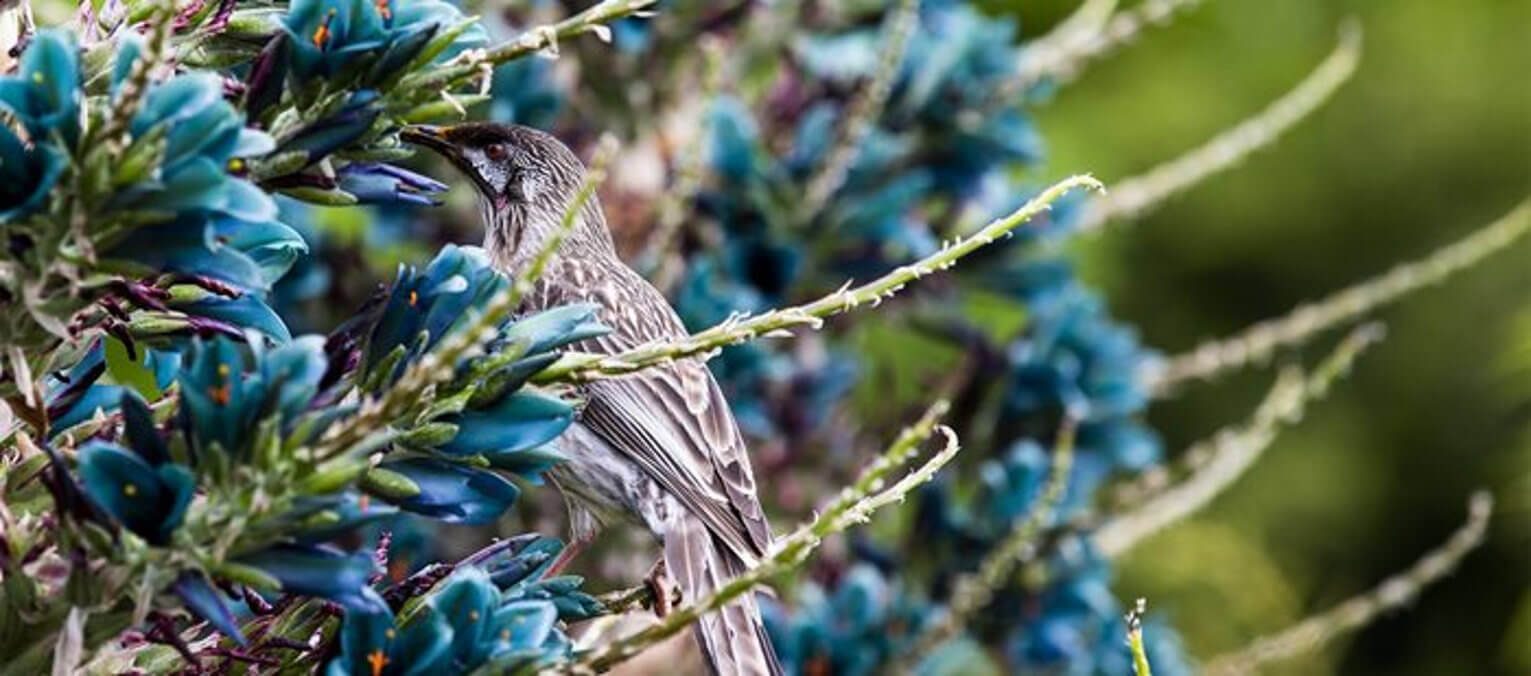 puya and bird close up