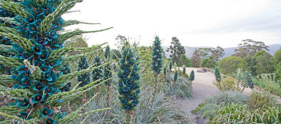 Puya at mount tomah