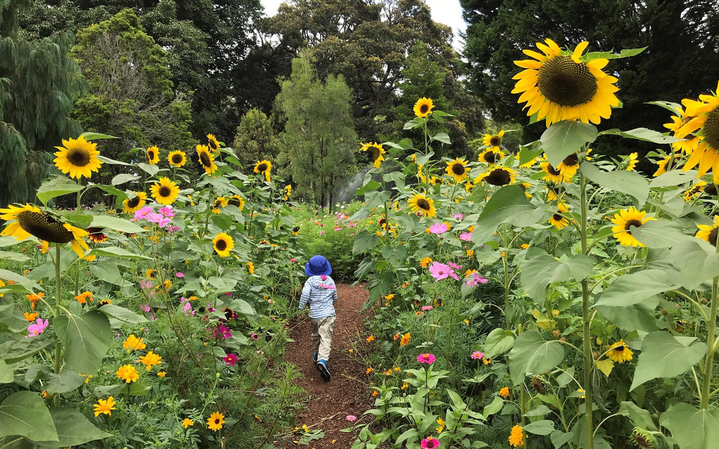 child walks through sunflower field