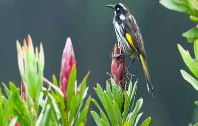 Bird at the garden thumbnail 