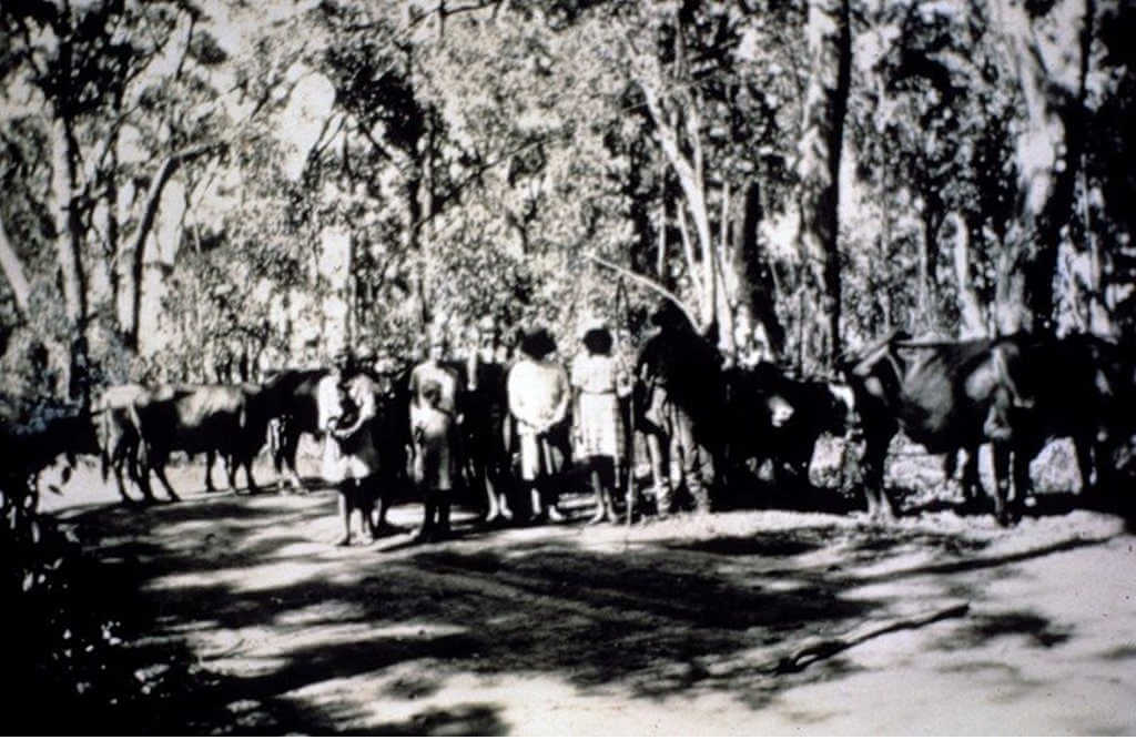 Bullock team in Mount Tomah 