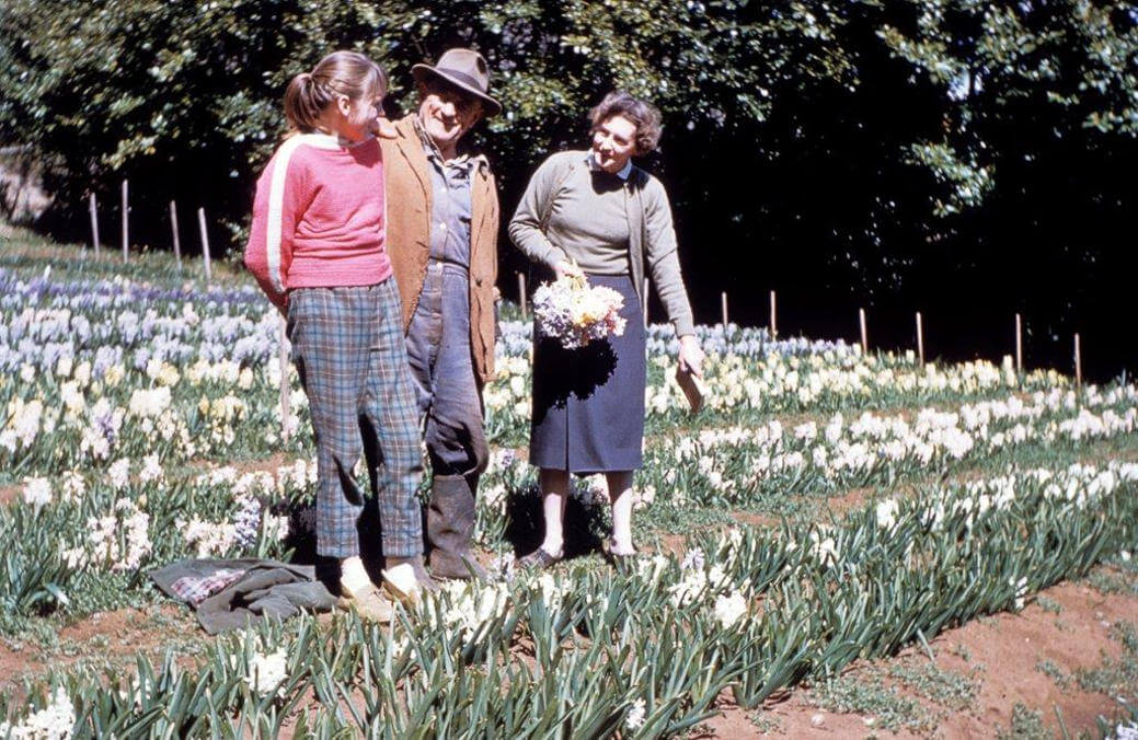 cut-flower nursery under the Brunets