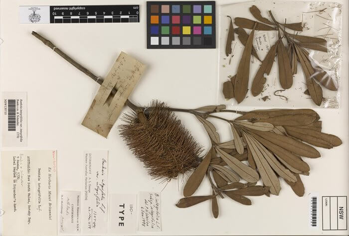 Banksia Herbarium specimen collected by Banks & Solander in 1770