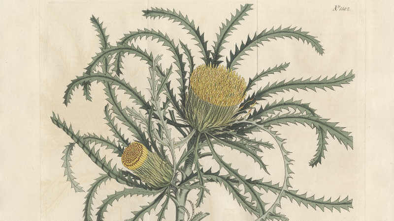 Banksia Curtis’s Botanical Magazine publication in 1787
