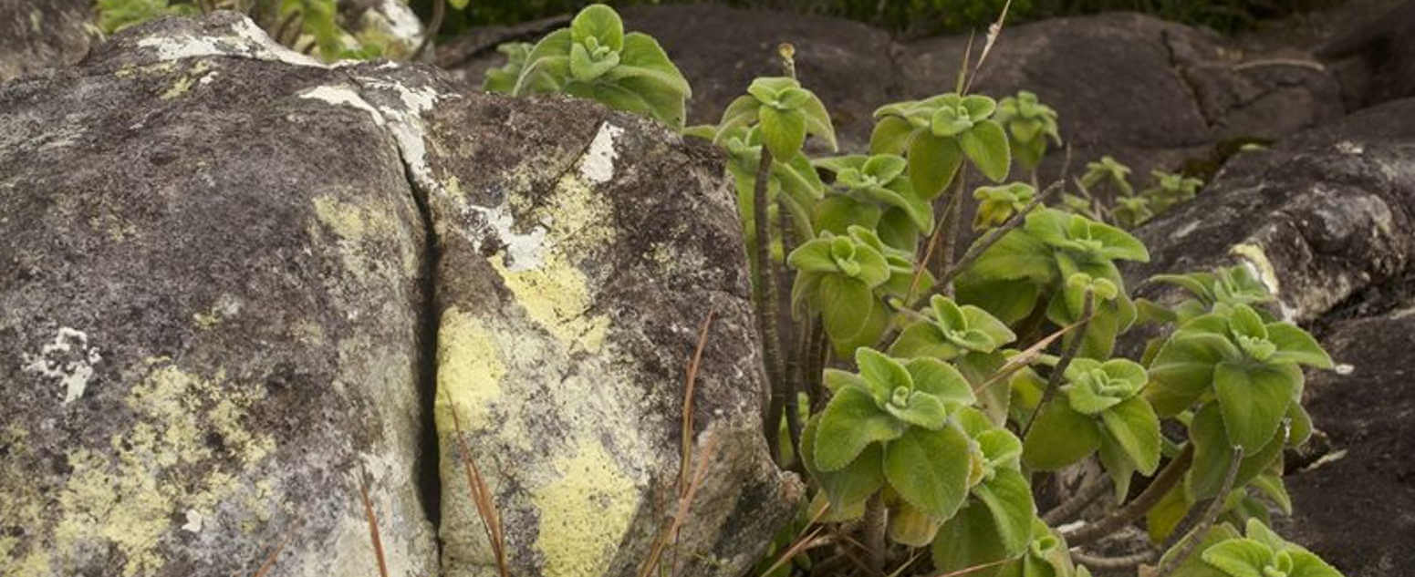 Coleus venustus growing on Mount Kutini