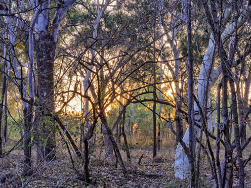 Australian native trees in a bush setting