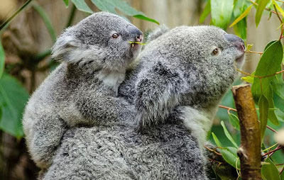 Koala - Wikipedia