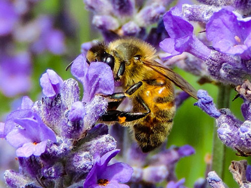 A European bee pollinating a purple flower
