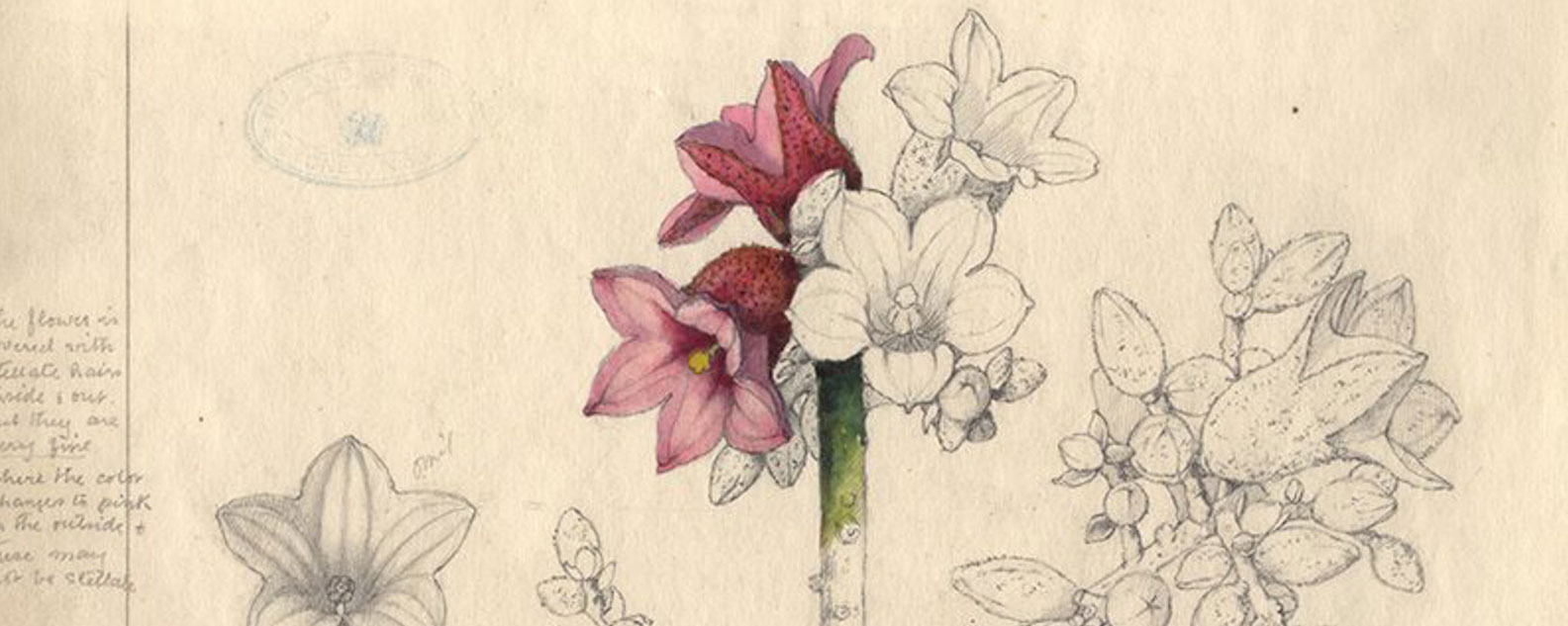 Pencil drawing of a flowering plant some of the image is coloured with gouache