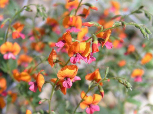 An orange and pink Australian native Cactus Pea plant 