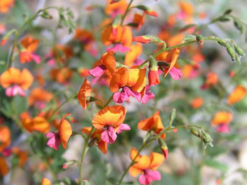 An orange and pink Australian native Cactus Pea plant