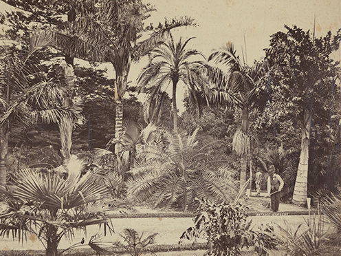 Historical black and white photo of the Royal Botanic Garden Sydney