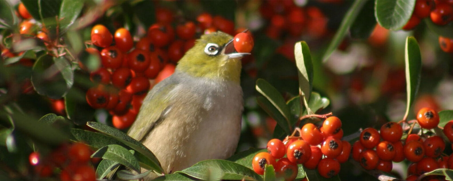 bird eating orange berry