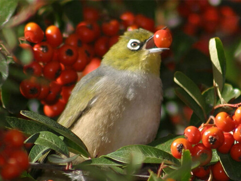 bird eating orange berry