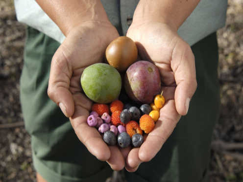 aboriginal close up fruits 