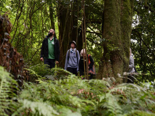nature therapy forest walk 