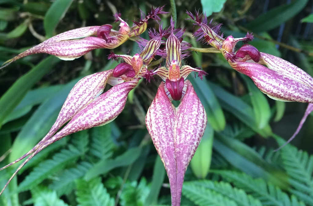 close up flower glasshouse tour