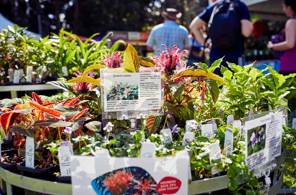 plant sale pot plants