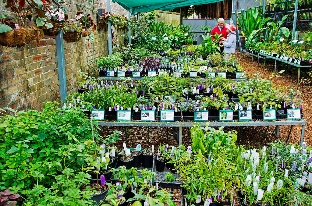 plant sales close up pots 