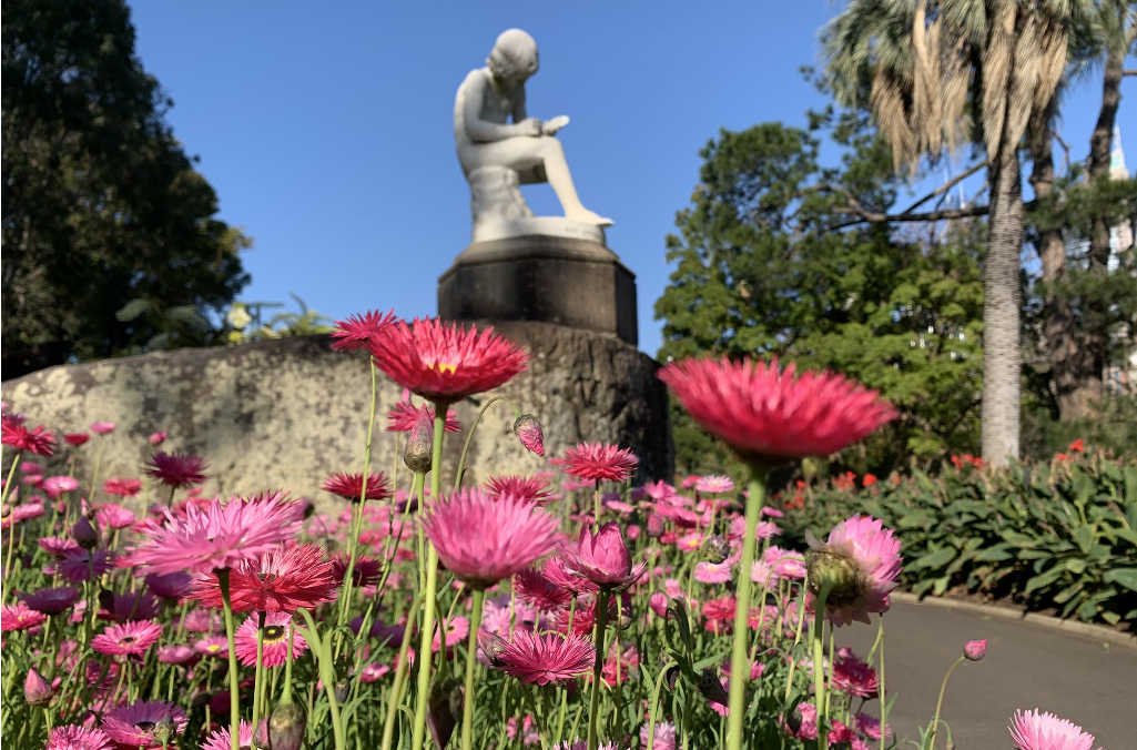 statue pink flowers rbg