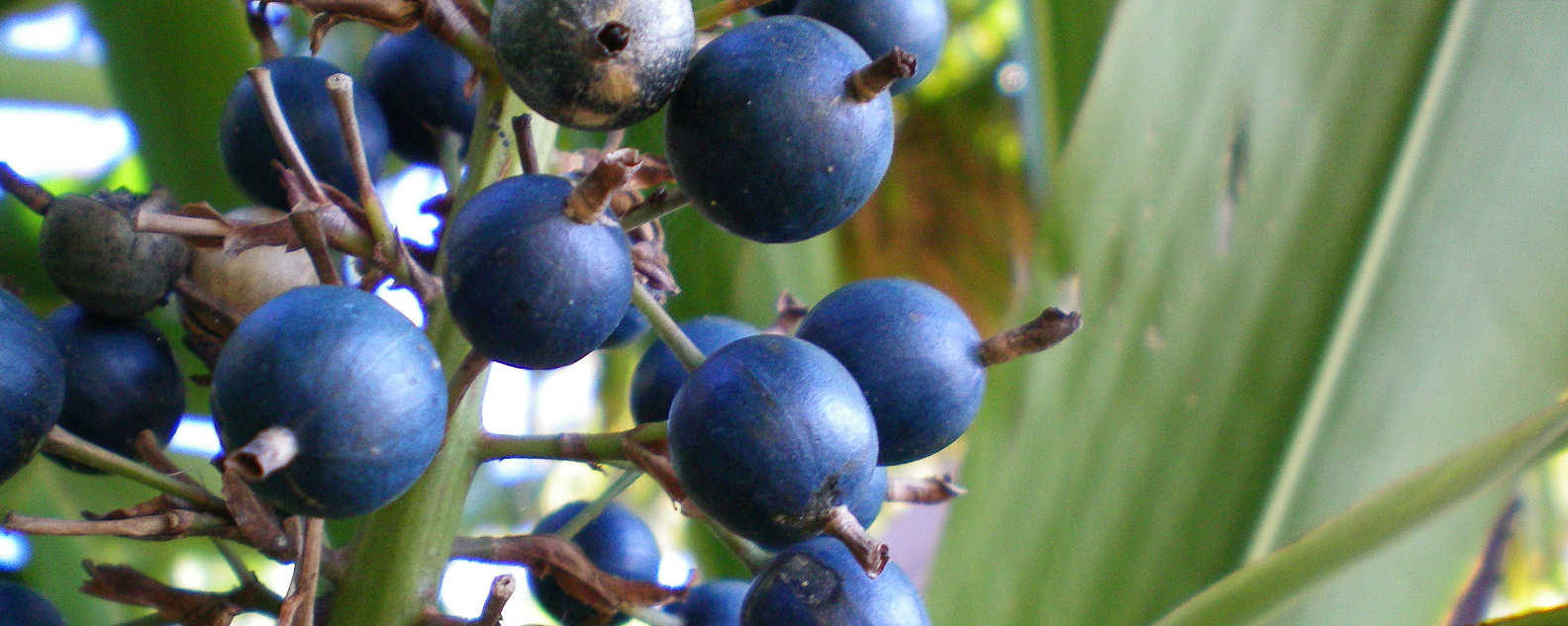 native plants hero 