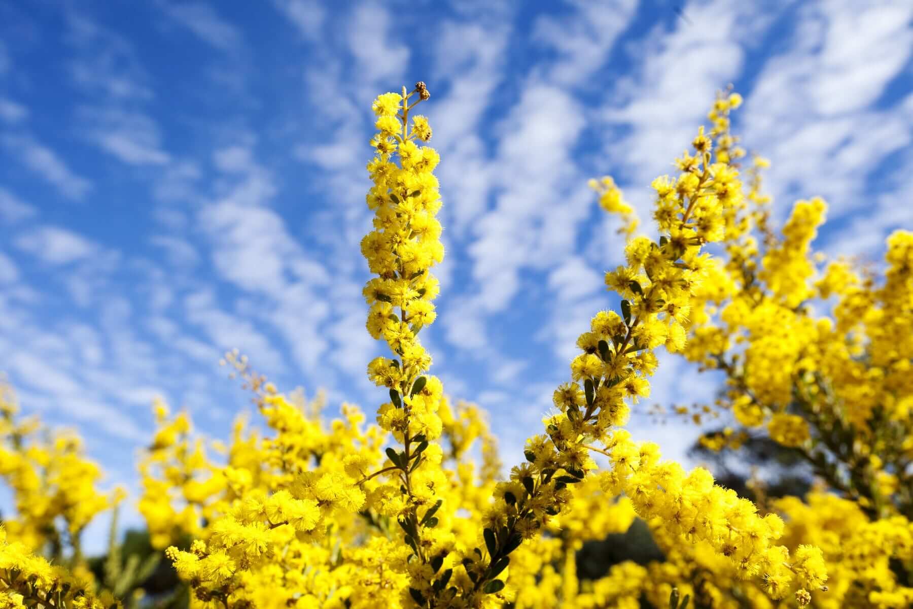 Wattle