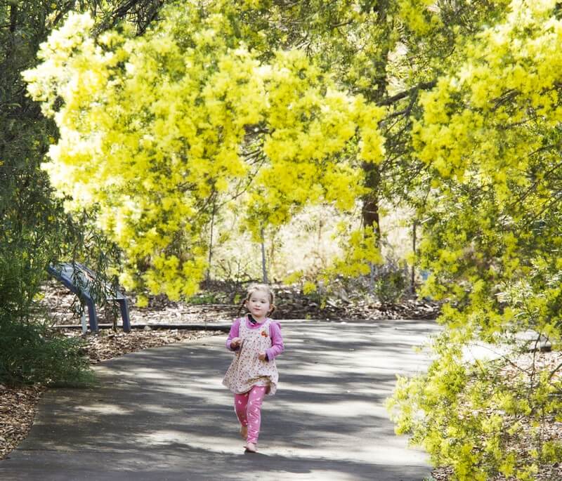 Child walking among Wattle