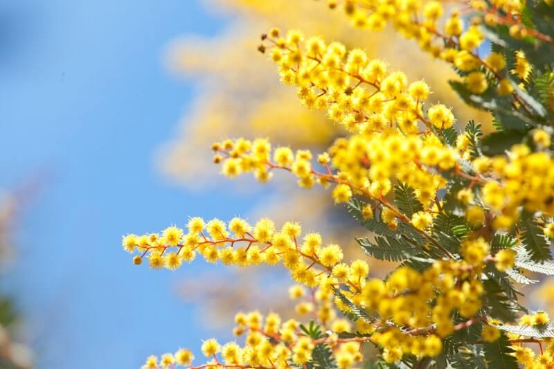 Wattle