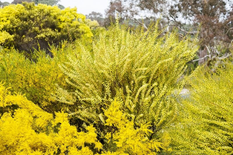 Wattle