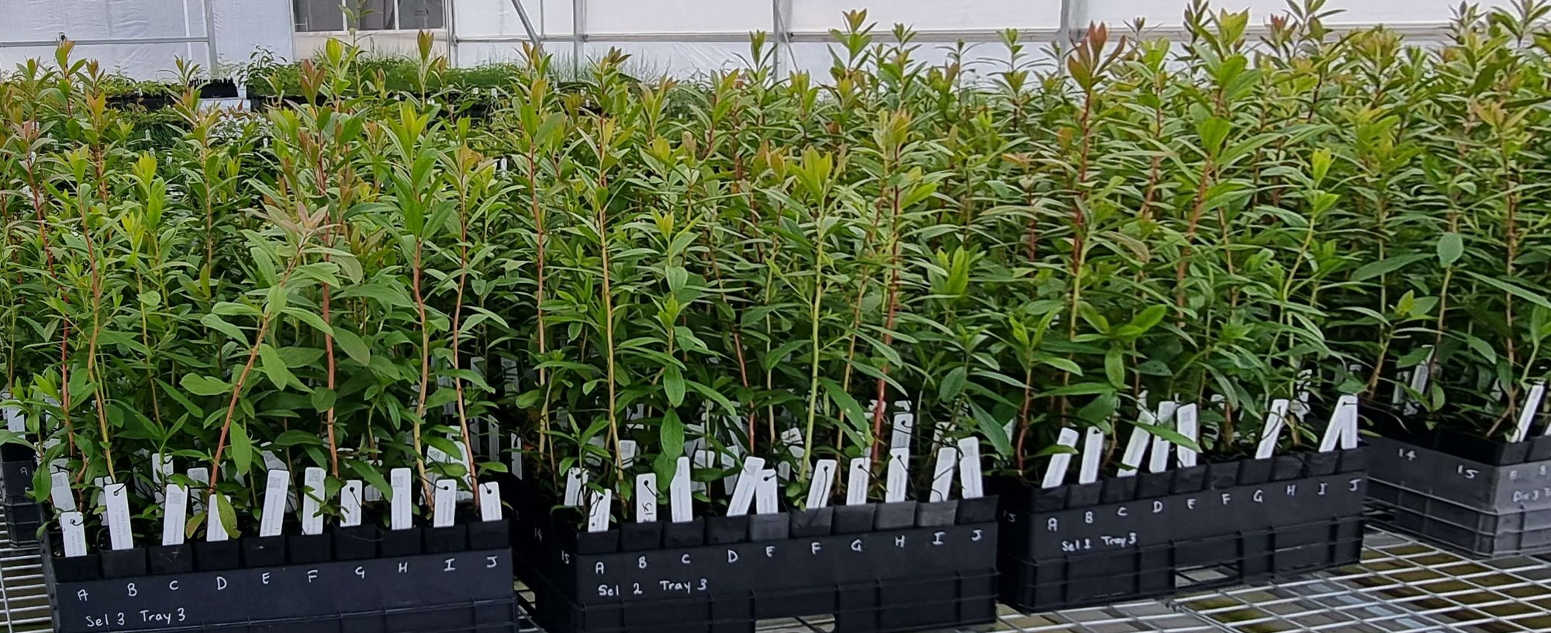 melaleuca urban tree seedlings