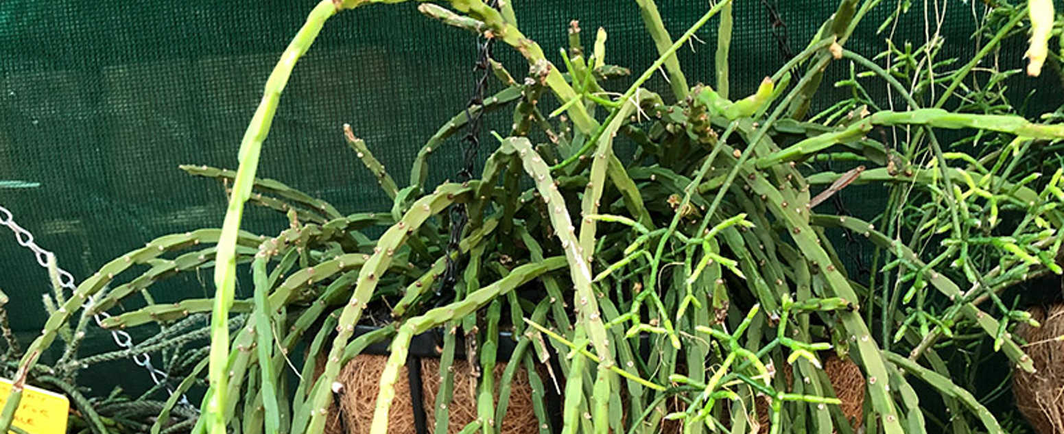 Rhipsalis catenula 