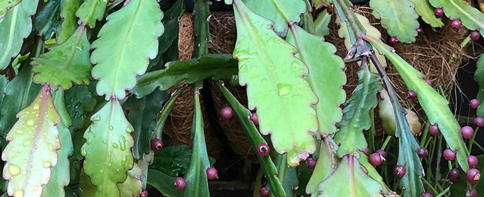 rhipsalis crispata 