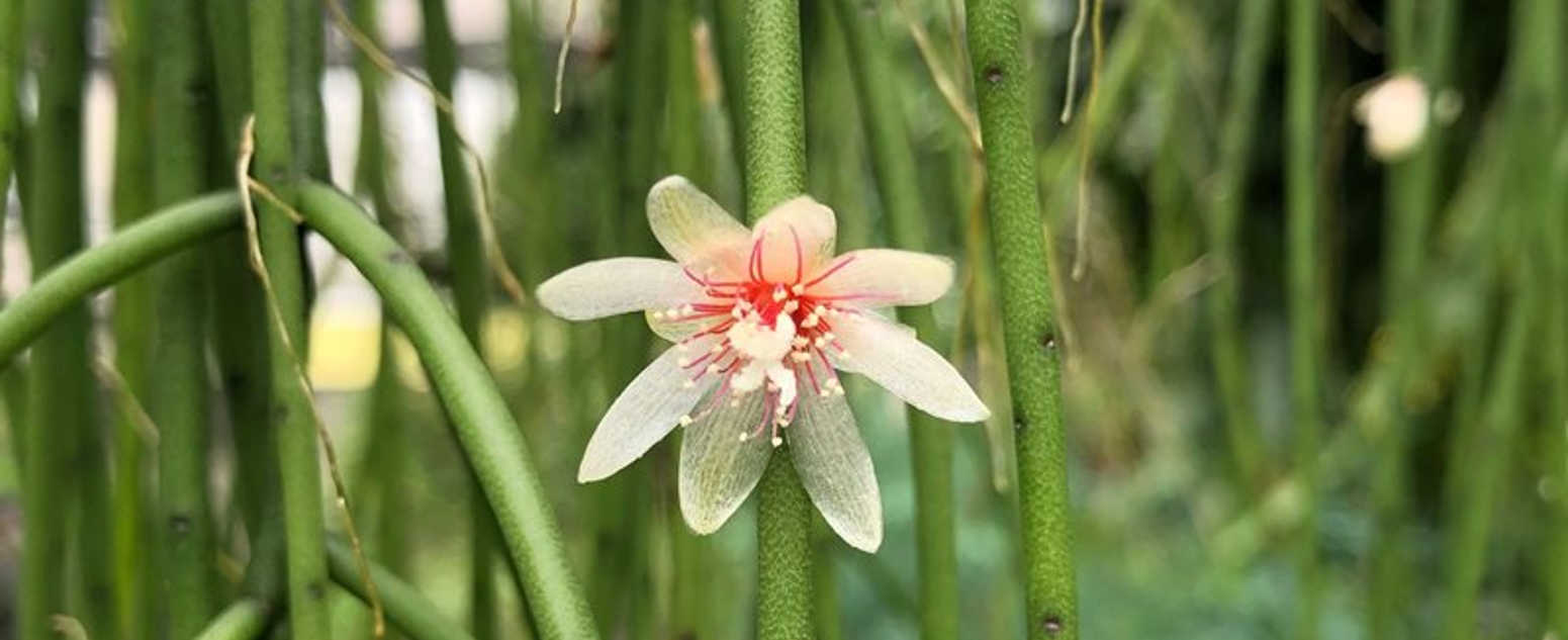 Rhipsalis flower 