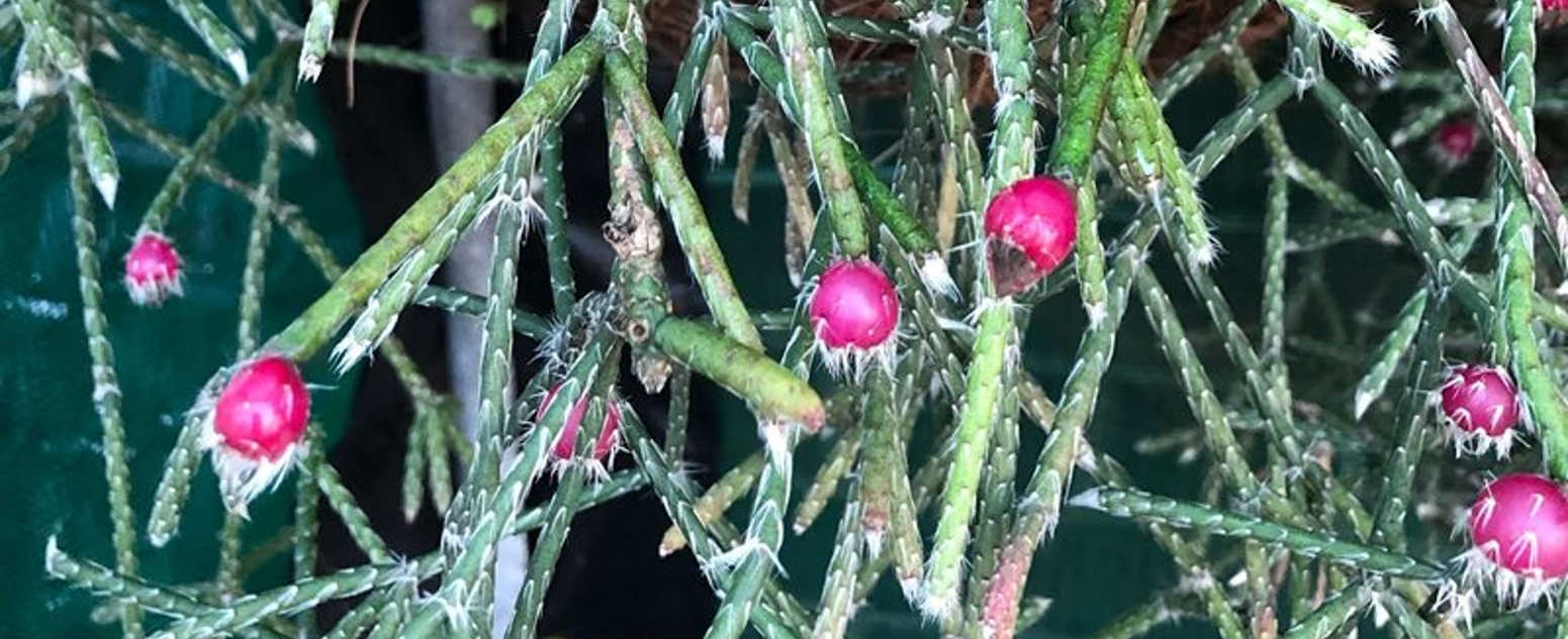 Rhipsalis pilo 