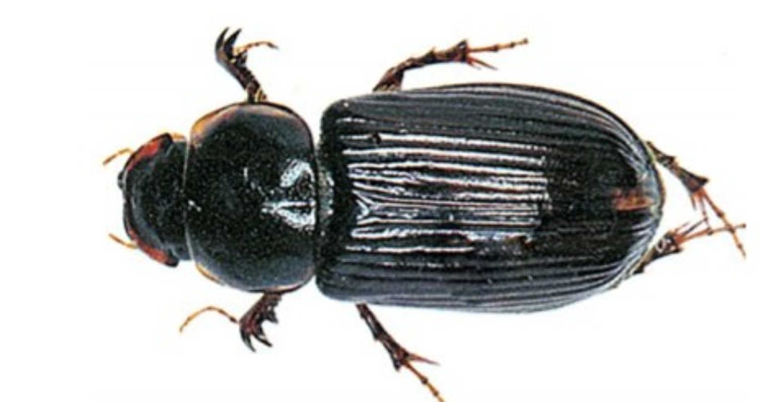 adult bug close up