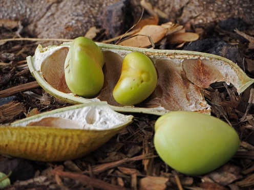 black bean seed thumbnail 