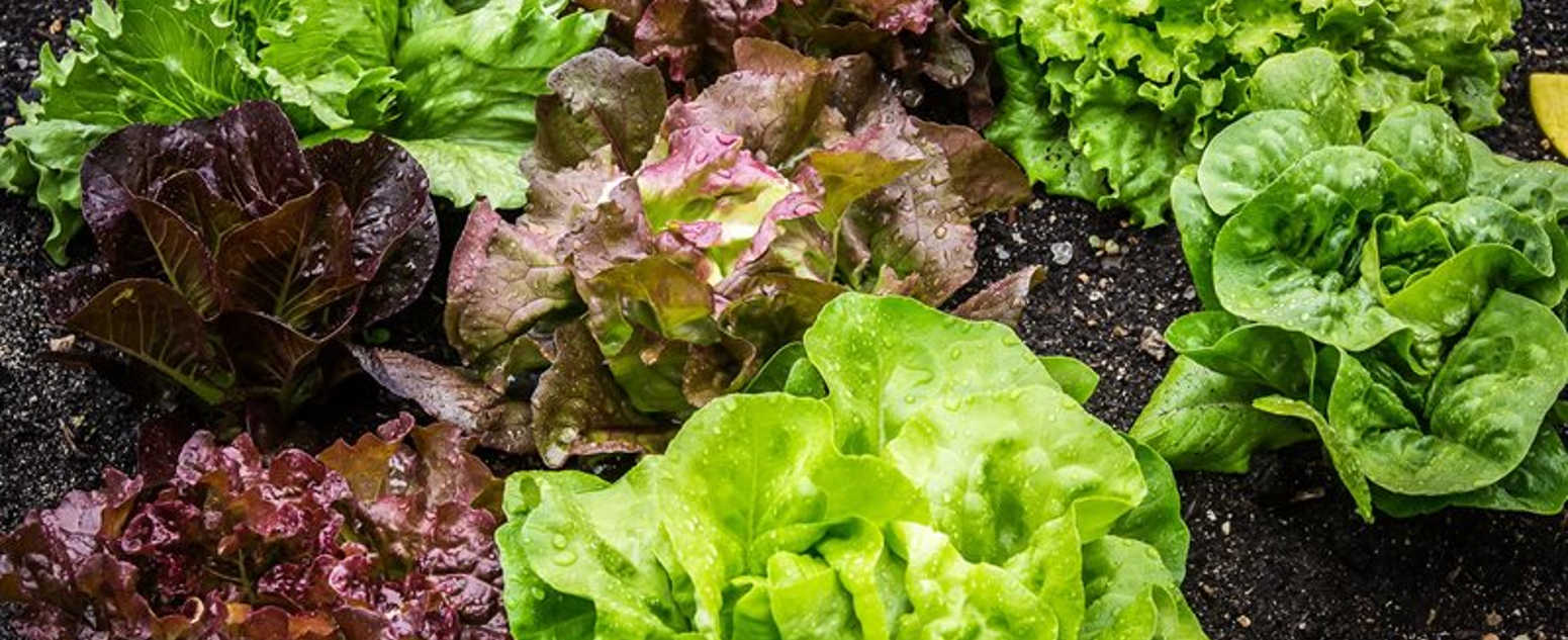 leafy green cabbage