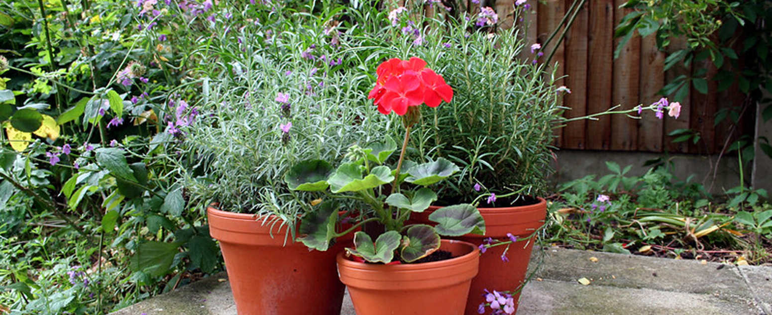 close up pot plants