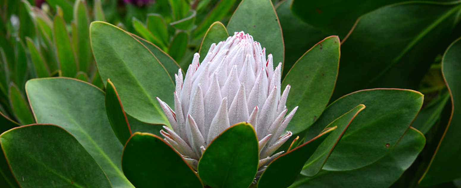 close up white flower
