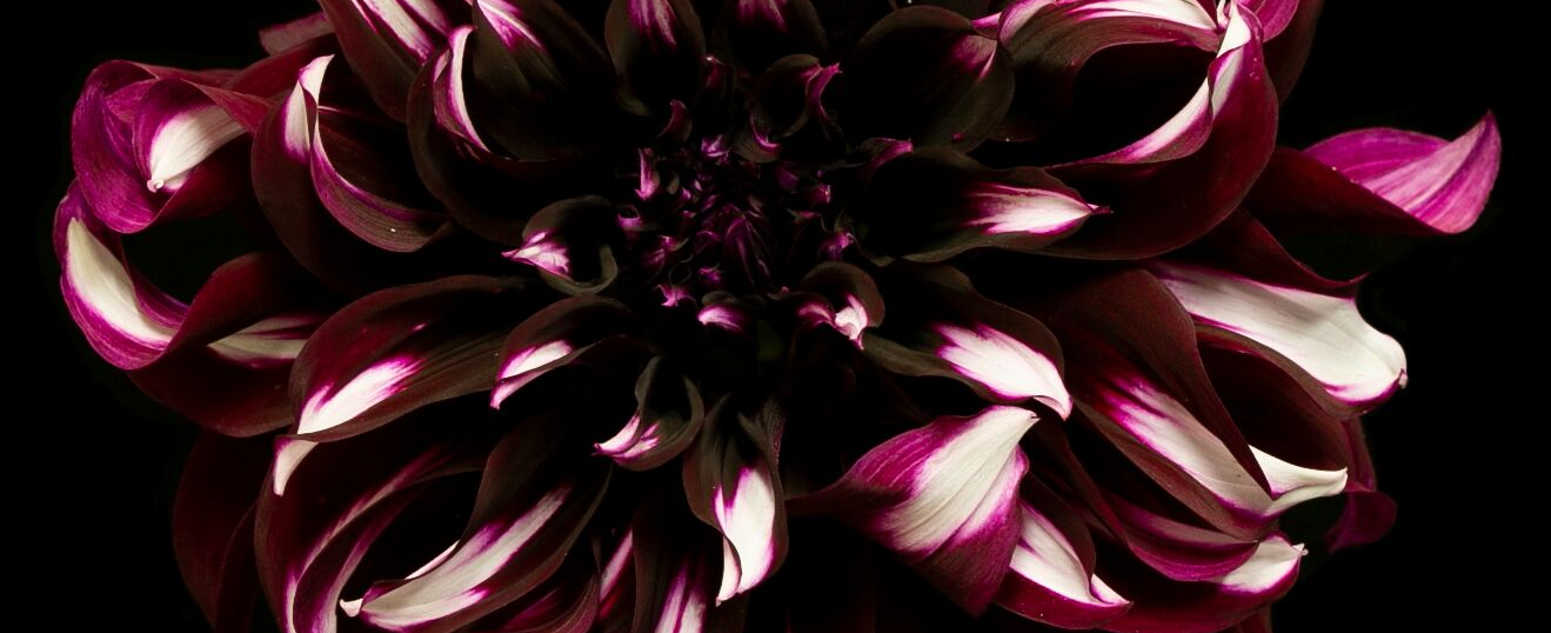 dahlia tartan close up