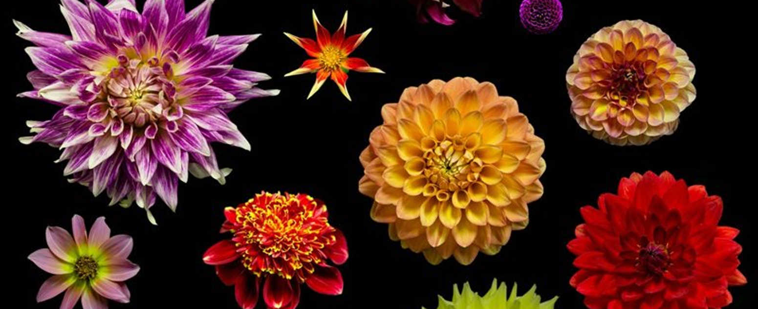dahlias close up bmbg