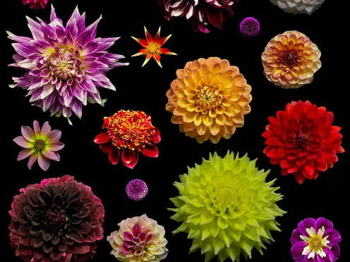 dahlias close up thumbnail