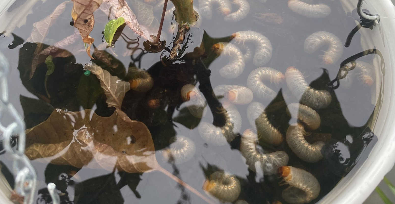 grubs close up