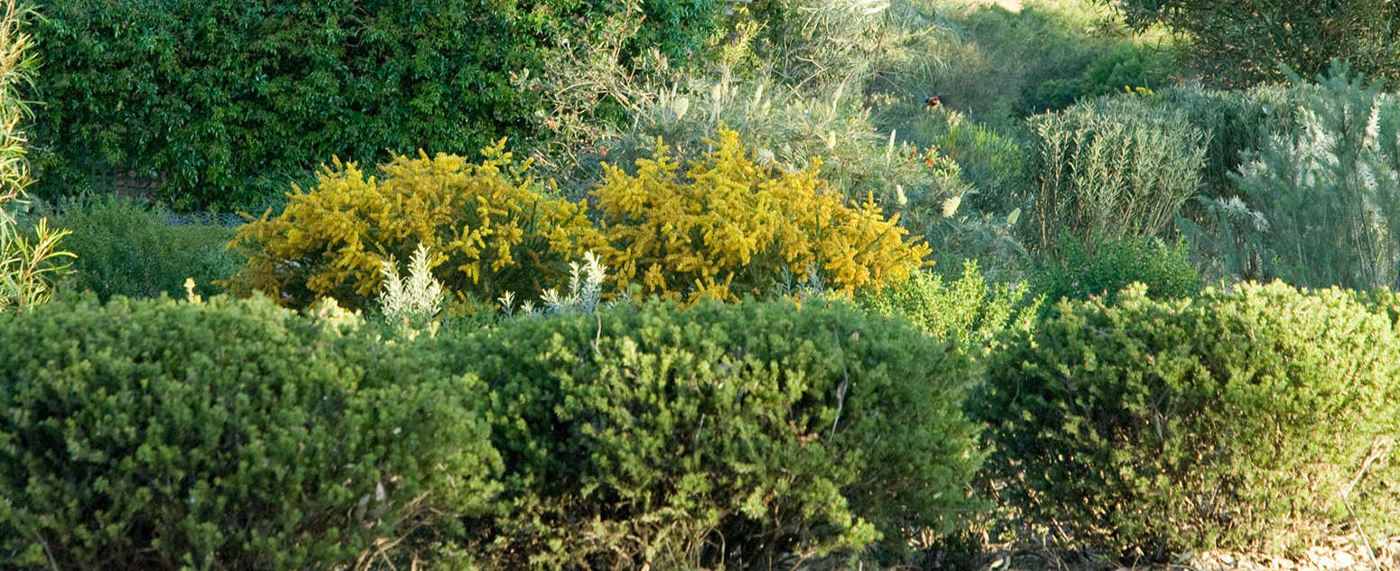 hedges at the abg
