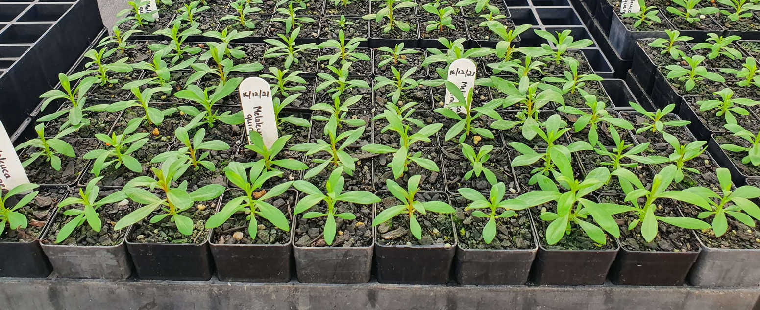 small melaleuca seedlings plant